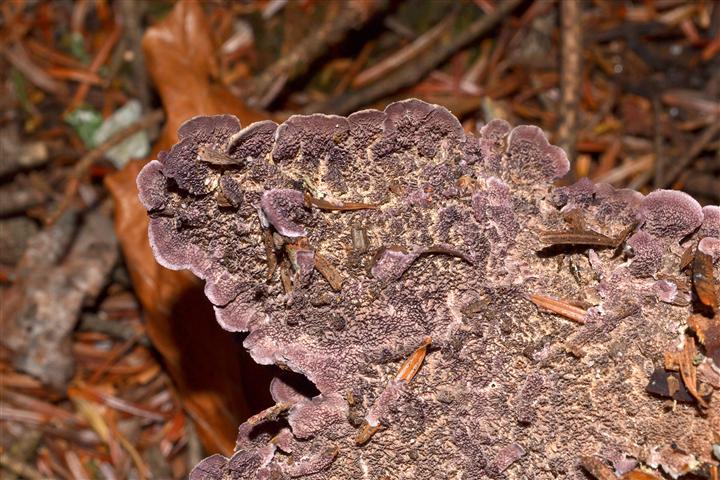 Trichaptum abietinum? (Trichaptum abietinum)